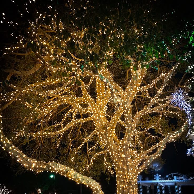 Light Up Your Holidays|Backyard