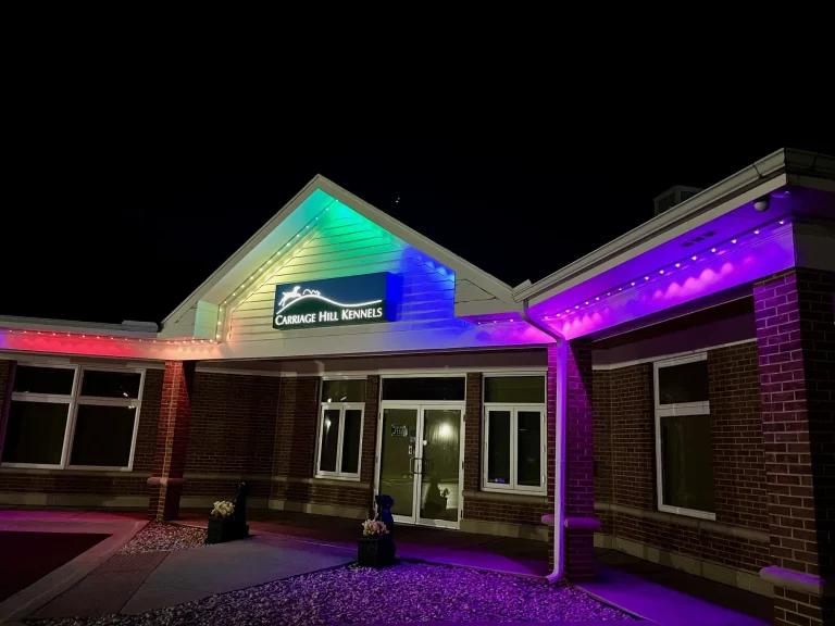 Light Up Your Holidays|Gallery